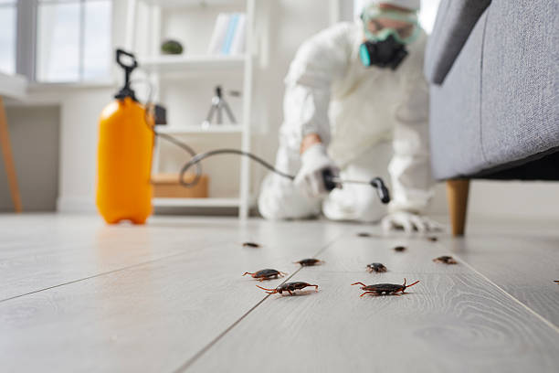 Post-Treatment Bed Bug Interceptor Monitoring in Port Angeles
